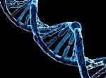 215 Beta Bytes Data can be Saved in 1 Gram DNA